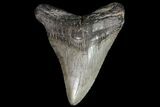 Fossil Megalodon Tooth - Georgia #76464-1